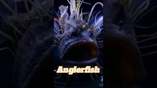 Deep sea Anglerfish. The mysterious life of black sea fish. Angler fish