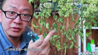 花草缺水干枯了怎么办，有一个急救的方法 【坤哥玩花卉】