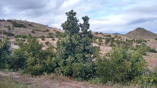 GEM avocado trees pollenized by a Bacon