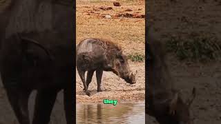 Warthog and his unique sidekick#animals #wildlife #foryou