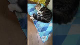 ちゃんと枕で寝る🐱　#ねこ動画 #ねこねこ #ねこ #cat #猫のいる暮らし #猫のいる生活 #かわい #癒やされる