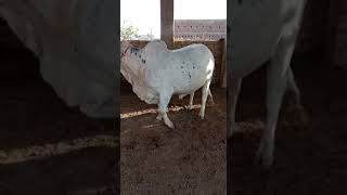 Bachre for Qurbai 2021 - Online Livestock Classified