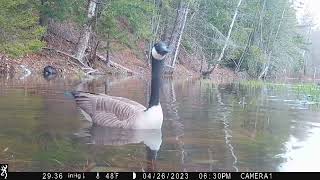 Watch geese swim with a beaver in Maine