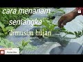 Cara menanam semangka dimusim hujan