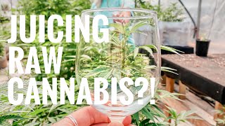 Juicing RAW Cannabis - 🤮 or 😍?!