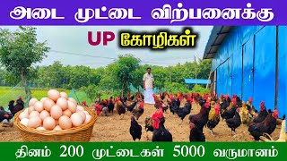 🥚 முட்டை விற்பனைக்கு கோழி வளர்க்கலாமா? பண்ணையாளர் அனுபவம்!