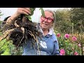 how we lift our dahlias here at common farm flowers