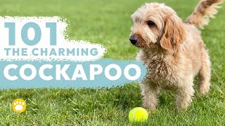 The Cockapoo 101