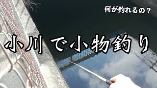 【何が釣れるの？】小川で小物釣り