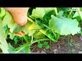 when and how to plant turnips at home episode 2 گھر میں شلجم کب اور کیسے لگائیں