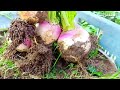 when and how to plant turnips at home episode 2 گھر میں شلجم کب اور کیسے لگائیں