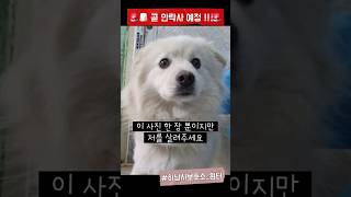 [하남유기견보호소] 추운 겨울에 버려진 윈터의 가족이 되어주세요. 안락사 위기에서 구해주세요