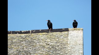 Return of the Choughs in Cornwall