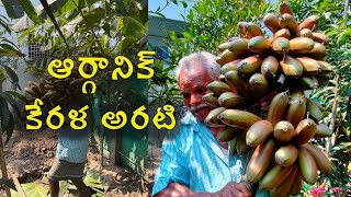 ORGANIC KERALA BANANA || ఆర్గానిక్  కేరళ అరటి||NARASAPUR