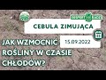 Jak wzmocnić cebulę zimującą w czasie chłodów? - Piotr Borczyński