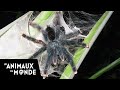 Secrets of the American jungle - The Civilisation of Spiders