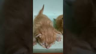 நாங்க மொத்தம் மூன்று பிள்ளைகள்😂🐱 #shorts #pet #cat #kitten #comedy #funny #sooricomedy#viral