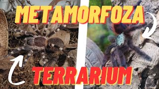 METAMORFOZA TERRARIUM: Zobacz, Jak Przekształcam Terrarium C. Versicolor i A. Geniculata