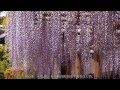 京都観光 平等院の藤棚（wisteria trellis of byodo in temple in kyoto japan 京都散歩道