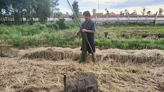 Bẫy Cu ngói vô tình dính cu Malay gù không cưỡng nổi