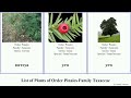 list of plants of order pinales family taxaceae yew plum chinese catkin nutmeg koreana florida