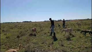 African hunting greyhound vs rabbit