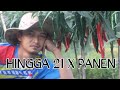 21 X PANEN CABE MERAH BESAR