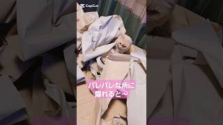 【保護猫】バレバレな所に隠れてかわぴぃになっている猫