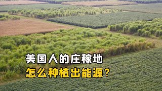 美國人的能源農場是什麽？他們在莊稼地裏，怎麽種植出能源？