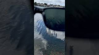 Man Didnt Notice A Hidden Manatee