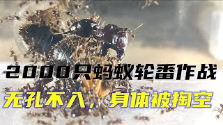 【全異盲切葉蟻】2000只螞蟻輪番上陣，直至它的身體被掏空為止!！Super soldier ant