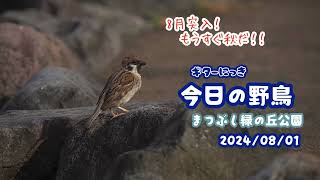 ギター日記　今日の野鳥　・　まつぶし緑の丘公園　2024年8月1日