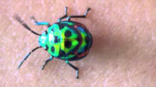 Chrysocoris stolli (lychee shield bug) in Kalasin, Thailand