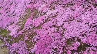 【チャンネル慎也フィラー】滝上の芝桜