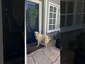 I Trained My Labrador Retriever To Ring My Neighbor’s Doorbell #dogshorts #doglover #funny