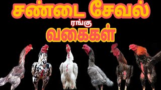 சேவல்களின் நிறம் | pets folder tamil