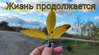 Влог# 551 ЖИЗНЬ продолжается 🕛 Новые ПОСАДКИ на участке 🌿🌺🌱