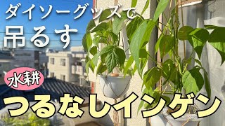 【水耕栽培】つるなしインゲンを空中でコンパクトに栽培！＿種まき～収穫まで