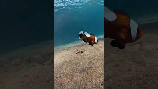 Angry Nemo! Clownfish Headbutts Diver