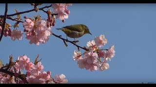 メジロと河津桜の花🌸Sakura🌸Japanese white-eye and Kawazu Sakura blossoms