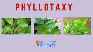 PHYLLOTAXY (Morphology of Flowering Plants) for NEET, AIIMS, AIPMT, JIPMER, PREMED