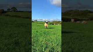 This lovely video and adorable Valais Black Nose Sheep in  from Ireland 🇮🇪🍀