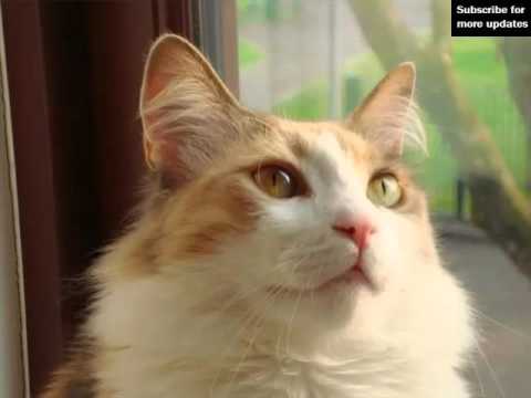 Aegean Cat Black And White | Pictures Of Cat Breed Aegean Cat Black And White | Pictures Of Cat Breed
