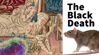 The Black Death (The Plague) Explained