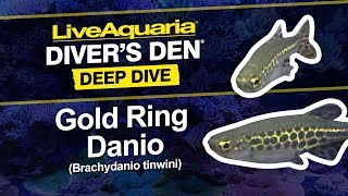 LiveAquaria® Diver’s Den® Deep Dive: Gold Ring Danio (Brachydanio tinwini)