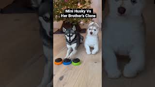 SASSY Mini Husky Decides Whether To Keep “New Brother”