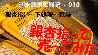 【週末農家奮闘記 010】銀杏拾って売ってみた！初めての銀杏拾い、下処理、乾燥。良いお小遣いになりました(笑)