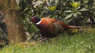 Aberdeen, South Dakota Pheasant Hunting - HuntFishSD.com.