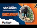 Goldendoodle , 2 Years , Savannah  | Best Dog Trainers Thornburg  | Off Leash K9