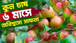 বল সুন্দরী ও কাশ্মীরি আপেল কুল চাষে অবিশ্বাস্য সাফল্য - মাত্র ৬মাসে লাভ ৭ লক্ষ টাকা। Safollo Kotha